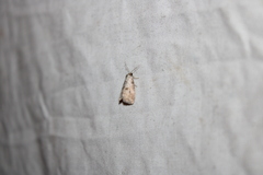 Hyperstrotia pervertens