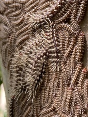 Hemileucinae