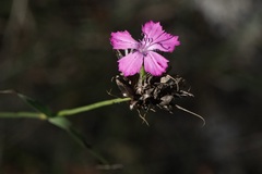 Dianthus balbisii liburnicus