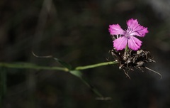 Dianthus balbisii liburnicus