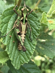 Melanotettix dibelonius