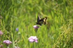 Battus polydamas psittacus