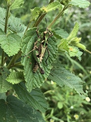 Melanotettix dibelonius