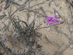 Pelargonium coronopifolium