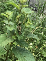 Melanotettix dibelonius