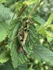 Melanotettix dibelonius