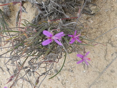 Pelargonium coronopifolium
