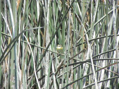 Tachuris rubrigastra