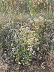 Ageratina jucunda
