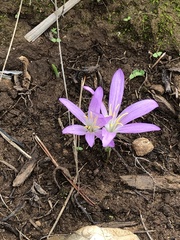 Colchicum filifolium