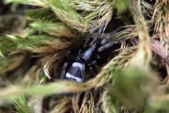 Poecilochroa