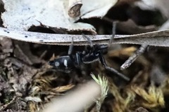 Poecilochroa