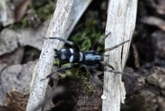 Poecilochroa