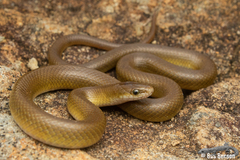 Lamprophis fuscus