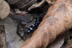 Poecilochroa