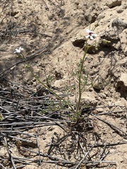 Pelargonium senecioides