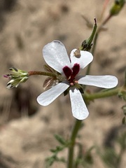 Pelargonium senecioides
