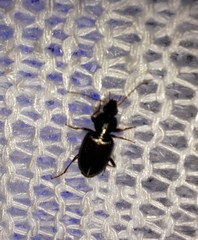 Agonum punctiforme