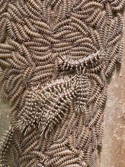 Hemileucinae