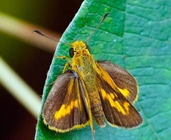 Oriens goloides