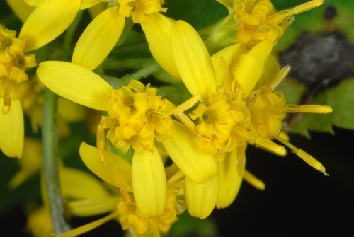 Solidago flexicaulis
