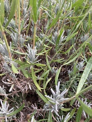 Lavandula