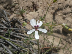 Pelargonium senecioides