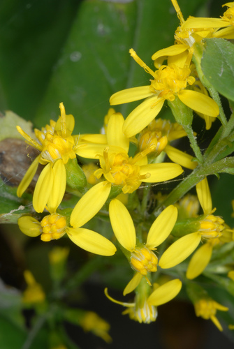 Solidago flexicaulis