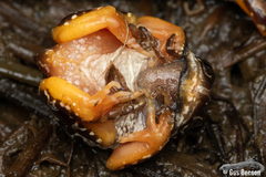 Semnodactylus wealii