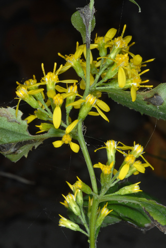Solidago flexicaulis