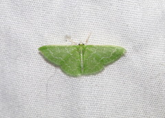 Synchlora frondaria