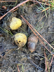 Rhizopogon