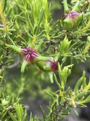 Diosma acmaeophylla