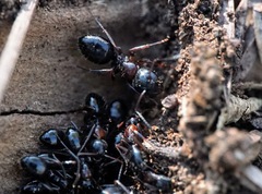 Camponotus dalmaticus