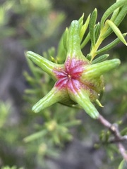Diosma acmaeophylla