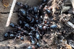 Camponotus dalmaticus