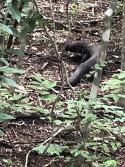 Heloderma horridum
