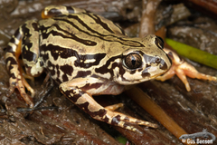 Semnodactylus wealii