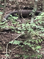 Heloderma horridum