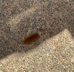 Phragmatobia