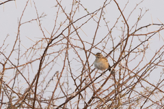 Cercotrichas leucophrys