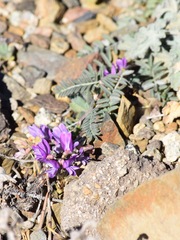 Astragalus inyoensis