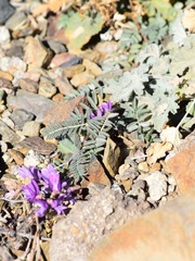 Astragalus inyoensis