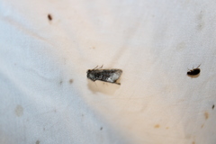 Oligia strigilis
