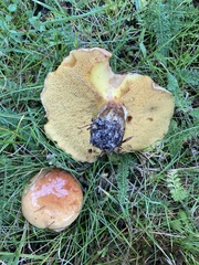 Suillus grevillei