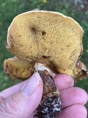 Suillus grevillei