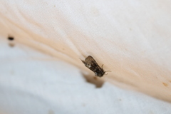Oligia strigilis