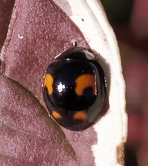 Harmonia axyridis