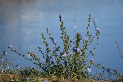 Cichorium intybus