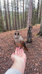 Perisoreus infaustus